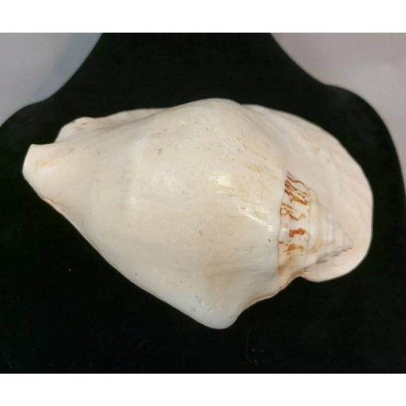 SEA SHELL. Calcified fossil, 140mm x 120mm. GIANT SHELL 1.6lb-611gr - Picture 4 of 8